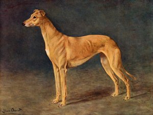 La levriera di successo Age of Gold da Lilian Cheviot